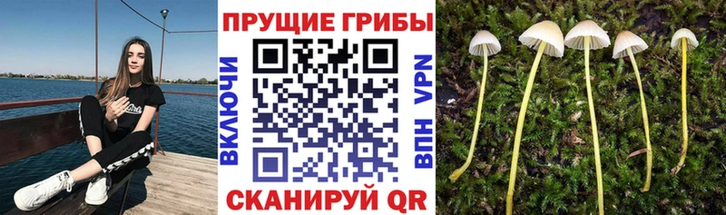 Псилоцибиновые грибы Psilocybine cubensis  Бодайбо 